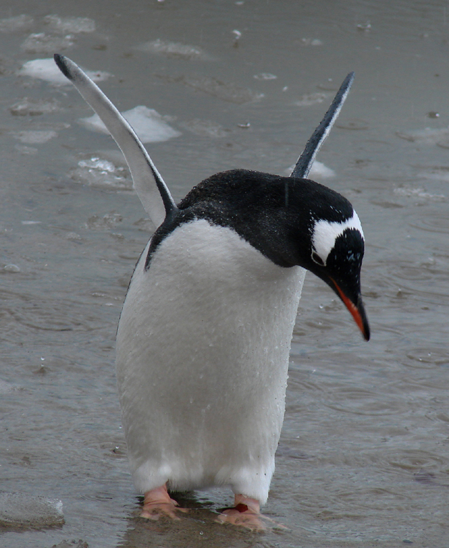 Antarctica / Gentoo Penguin flying