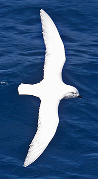 Snow Petrel photo by Steve Bird.