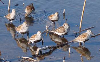 Dunlin