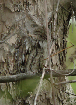 Eastern Screech Owl