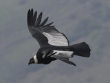 Andean Condor 