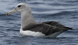 Buller's Albatross