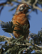 Rufous-tailed Plantcutter