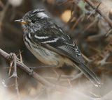 Pied-crested Tit-tyrant