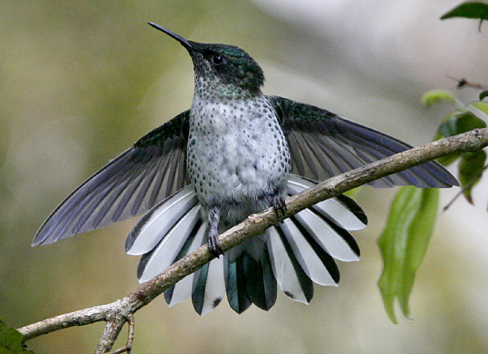 Juan Fernandez Firecrown - Female 