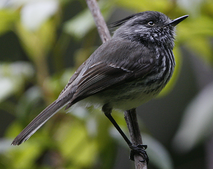 Juan Fernandez Tit-Tyrant