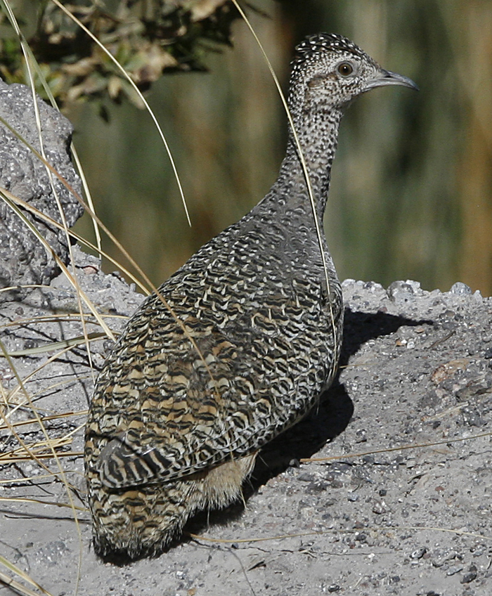 Ornate Tinamou