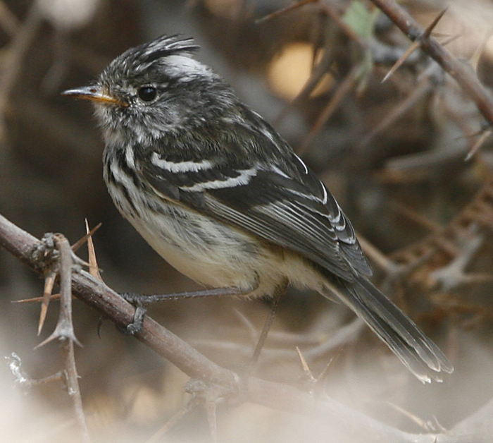 Pied-crested Tit-Tyrant