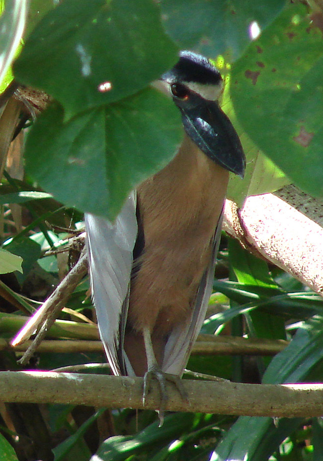 Boat-billed Heron 