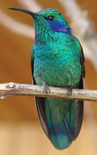 Green Violetear