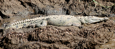 Crocodile