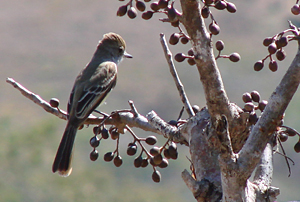 FLycatcher