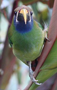 Blue-throated Toucanet