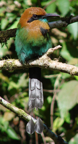 Broad-billed Motmot 