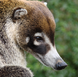 Coati