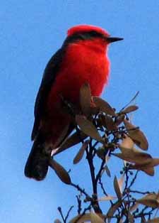 Vermillion Flycatcher