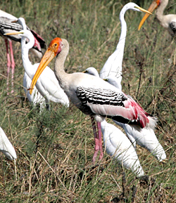 Painted Stork.  Photo by Peg Abbott.