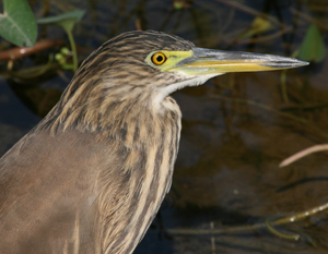 Indian Pond Heron photo by Peg Abbott