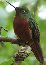 Chestnut-breasted Coronet by Gina Nichol.