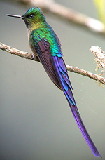 Violet-tailed Sylph