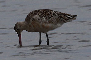 Marbled Godwit photo by Frank Mantlik. 