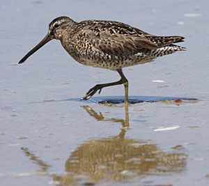 Short-billed Dowitcher. Photo by Frank Mantlik.