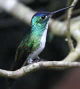 Andean Emerald