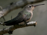 Buffy Hummingbird