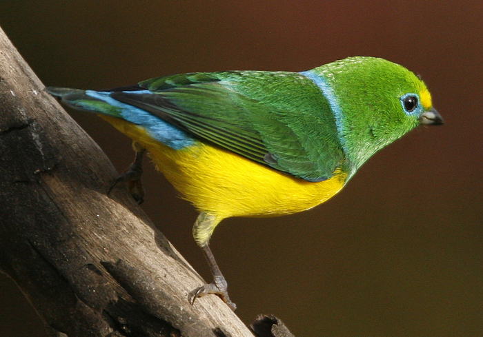 Blue-naped Cholorophonia