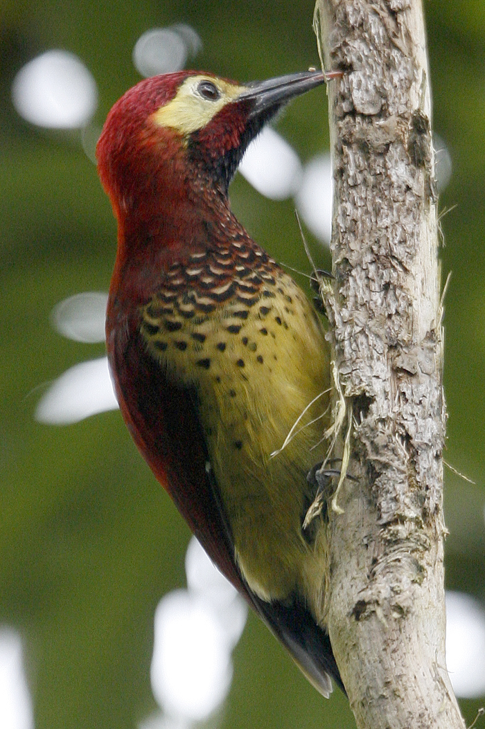 Crimson-mantled Woodpecker 