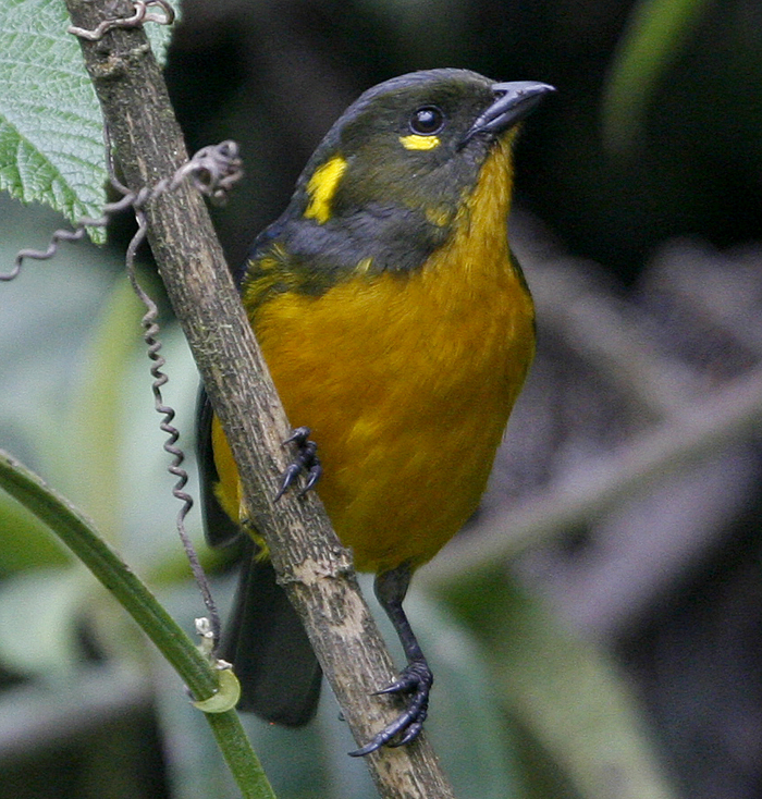 Lacrimose Mountain Tanager 