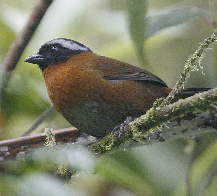 Tanager Finch