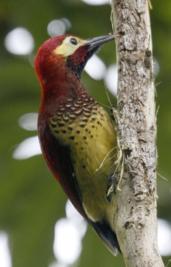 Crimson-mantled Woodpecker