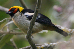 Flame-faced Tanager.