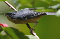 Rusty Flowerpiercer.