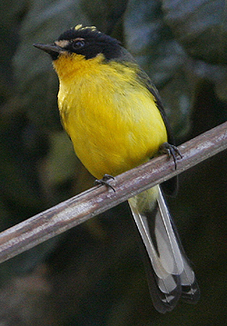 Yellow-crowned Redstart