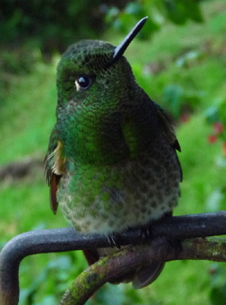 Buff-tailed Coronet