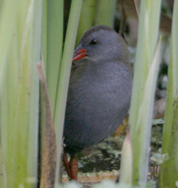 Bogota Rail