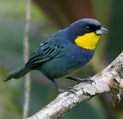 Purplish-mantled Tanager