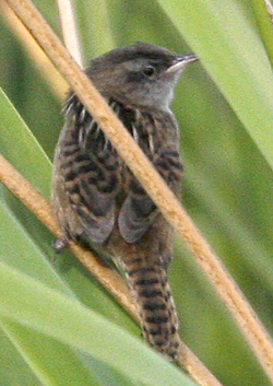 Apolinar’s Marsh Wren