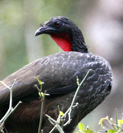 Cauca Guan