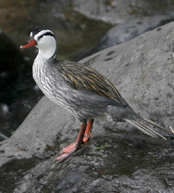 Torrent Duck male