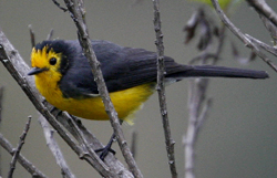 Golden-fronted Redstart