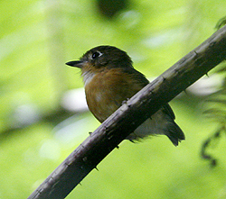 Rusty-breasted Antpitta