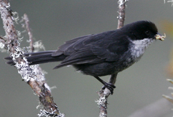 Black-backed Bush-Tanagers