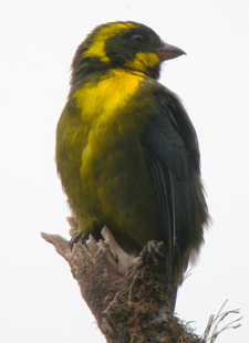 Gold-ringed Tanager. Photo by Steve Bird.