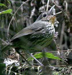 Santa Marta Antpitta.  Photo by Steve Bird.