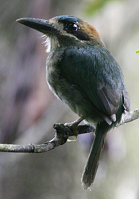 Tody Motmot.  Photo by Steve Bird.