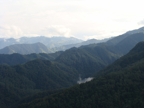 Colombian Rainforest