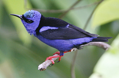 Red-legged Honeycreeper.